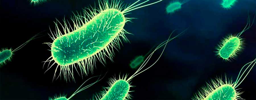 bacterias en el agua